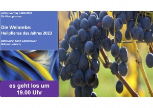 Heilpflanze-des-Jahres-2023---Die-Weinrebe